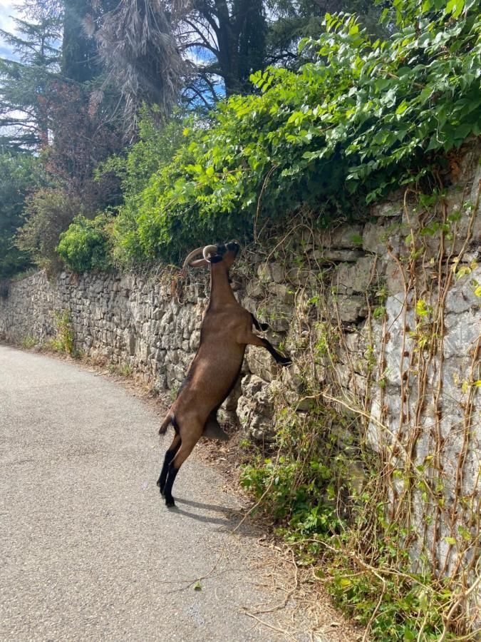 La Frigoule, Un Gite Au Coeur Du Parc Des Cevennes Generargues Εξωτερικό φωτογραφία